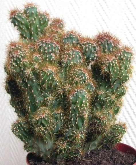 Cactus Identification, Cactus Names, Succulent Species, Cactus Care, Succulent Garden Diy, Types Of Succulents, Succulent Gardening, Desert Cactus, Cactus Flowers