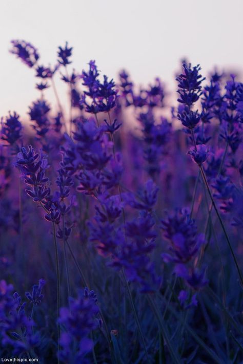 Beautiful purple flowers photography sky outdoors nature flowers purple Lovely Lavender, Lavender Fields, Purple Rain, Purple Aesthetic, Ranunculus, Shades Of Purple, The Field, Land Scape, Purple Flowers