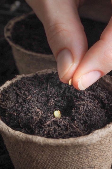 Seeds To Start Indoors, When To Start Seeds Indoors, When To Start Seeds, Planting Seed, Worm Castings Tea, Growing Plants From Seeds, Start Seeds Indoors, Seed Starting Soil, Seeds Planting