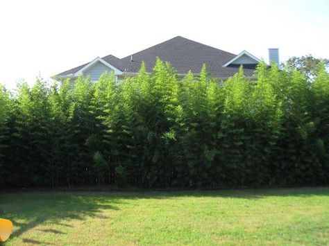 Bamboo Screening Plants, Golden Goddess Bamboo, Golden Bamboo Plant, Bamboo Privacy Hedge, Backyard Bamboo, Phyllostachys Aurea, Arborvitae Landscaping, Bamboo Privacy Fence, Screening Plants