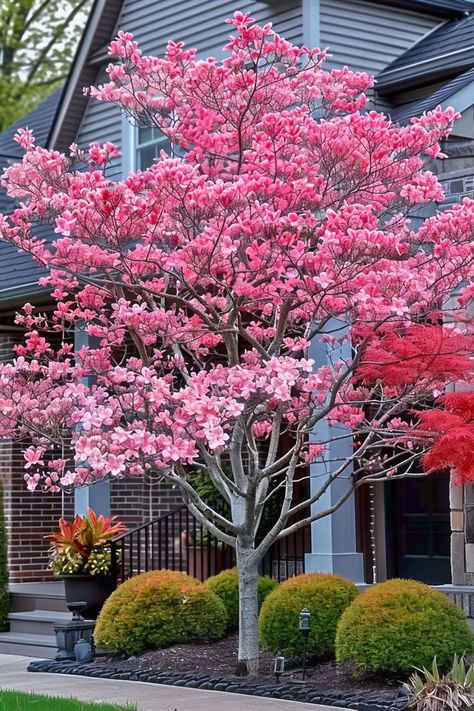 Enhance your garden with these 8 native trees that match the beauty of Japanese maples. Click to find out how these trees can make your garden stunning and eco-friendly! Japanese Dogwood Tree, Trees That Dont Shed Leaves, Types Of Japanese Maple Trees, Japanese Maple Tree Garden, Maple Tree Garden, Small Garden Trees, Japanese Maple Tree Varieties, Japandi Garden, Japanese Maple Tree Landscape