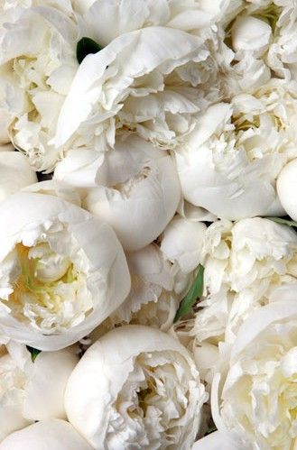 peony ♥ Babies Breath, Bohol, White Peonies, Deco Floral, Event Styling, Beautiful Blooms, Calla Lily, Love Flowers, My Flower