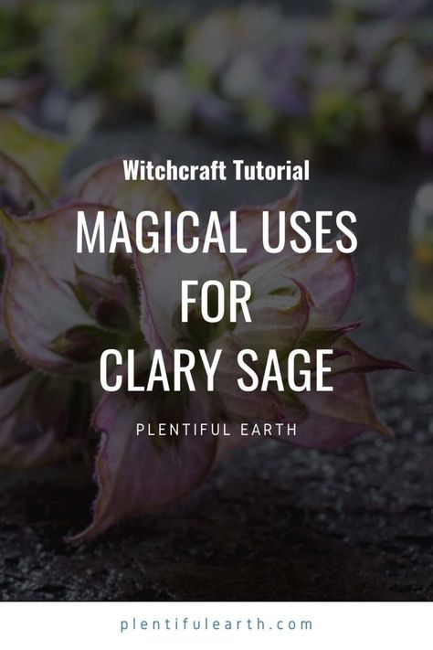 Magickal Correspondences of Clary Sage | Clary Sage Materia Magicka » Plentiful Earth Clary Sage Uses, Witch Plants, Witches Herbs, Witchy Herbs, Magickal Correspondences, Meadow Sage, Pisces And Capricorn, Casting Spells, Witch Herbs