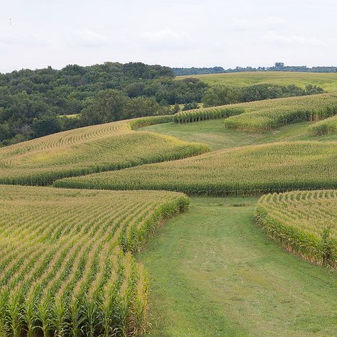 Of all the beautiful sights in the world, this one takes the cake. Corn fields:) Iowa Aesthetic, Field Corn, Iowa Travel, Iowa Farms, Beautiful Field, Farm Scenes, Corn Field, Grant Wood, Farm Field