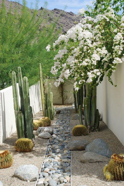 Desert Plants Landscaping, Desert Landscape Front Yard, Desert Landscaping Backyard, Desert Landscape Design, Cactus Garden Landscaping, Desert Backyard, Arizona Backyard, Arizona Gardening, Arizona Landscape