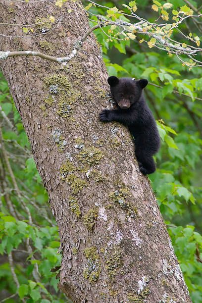 1,835 Black Bear Cub Stock Photos, Pictures & Royalty-Free Images - iStock Baby Black Bear, Giant Sequoia Trees, Black Bear Cub, Bear Photos, Bear Pictures, Bear Cub, Weather Channel, The Weather Channel, Bear Cubs