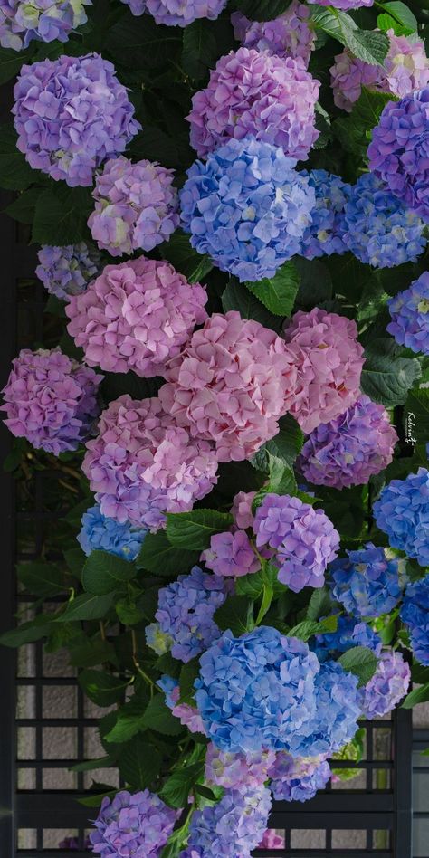 Red hydrangea