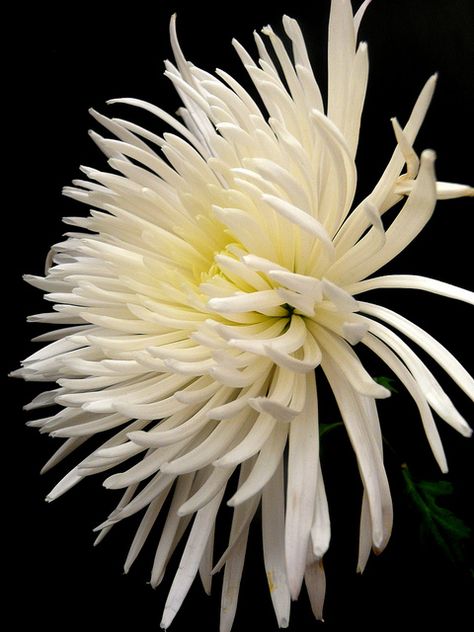 ~~"Oooo La La....How do you like my side view?" ~ white dahlia by It's A Keeper~~ Spider Mum Flower, Photo Garden, Mum Flower, White Dahlia, Spider Mums, Wildflower Photo, Dahlias Garden, Mums Flowers, Bridal Bouquets