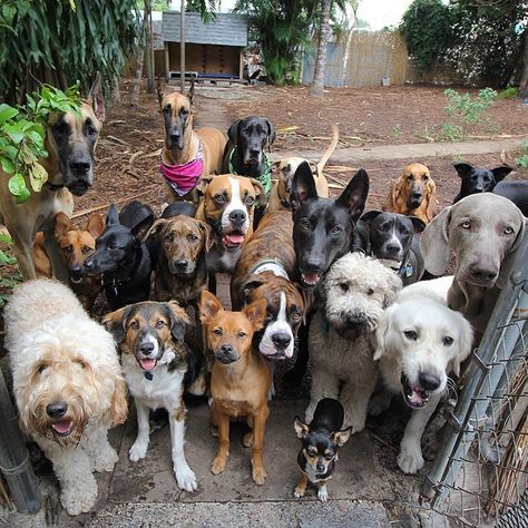 Glorious Group Photos Show The Happiest Pack Of Dogs In Town Group Of Dogs, Animal Sanctuary, Group Photos, Dog Photos, 귀여운 동물, Animals Friends, Dog Pictures, I Love Dogs, Animals Beautiful