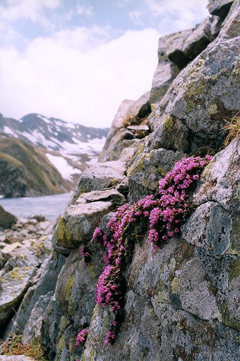 Many Glacier, Easy Jet, Alpine Flowers, Alpine Plants, Italian Alps, Flowers Wallpapers, Fairy Queen, Nature Scenery, Beautiful Flowers Wallpapers