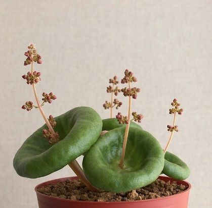 Crassula Umbella, Weird Plants, Unusual Plants, Have Inspiration, Unique Plants, Cactus Succulents, Pretty Plants, Cactus And Succulents, Cactus Y Suculentas