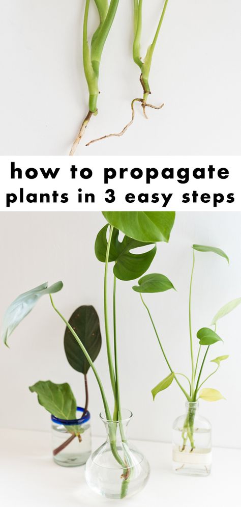 Clippings From Plants, When To Pot Propagated Plants, How To Plant Propagated Plants, When To Plant Propagated Plants, How To Propagate Vine Plants, How To Propagate Indoor Plants, How To Propagate House Plants, How To Propagate Plants From Cuttings, Easy Propagating Plants