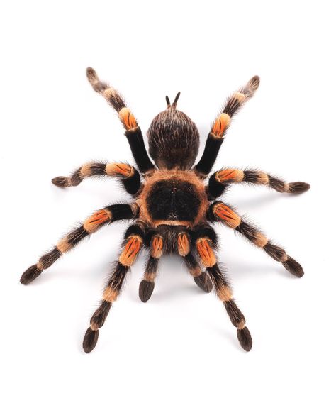 Red Knee Tarantula, Arachnids Spiders, Tarantula Spider, Spider Species, Spider Web Tattoo, Jumping Spiders, Creepy Animals, Spider Crafts, Insect Tattoo