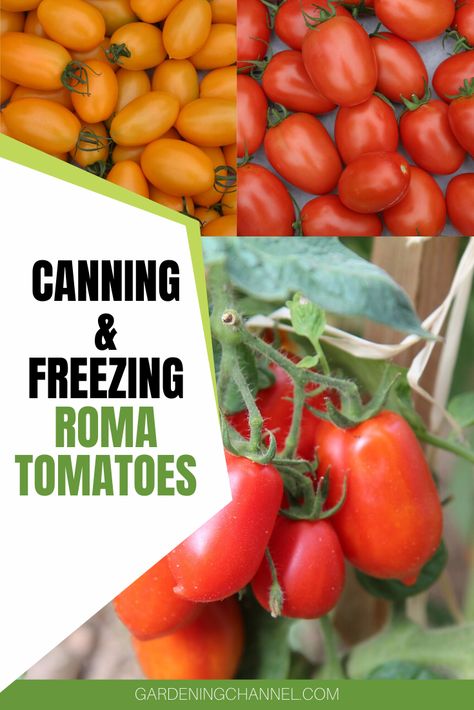 Roma Tomatoes Recipes, Roma Tomato Recipes, Canning Granny, Freezing Tomatoes, Tomatoes Recipes, Freezing Vegetables, Growing Vegetables In Pots, Roma Tomato, Fresh Tomato Recipes