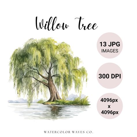 Willow tree aesthetic