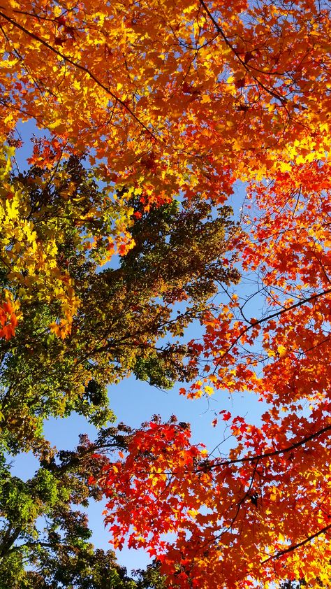 Fall Sky Aesthetic, Autumn Photography Nature Landscapes, Fall Wallpaper Landscape, Fall Landscape Wallpaper, Autumn Wallpaper Iphone Aesthetic, Autumn Landscape Wallpaper, Autumn Colors Wallpaper, Iphone Autumn Wallpaper, Fall Leaves Wallpaper