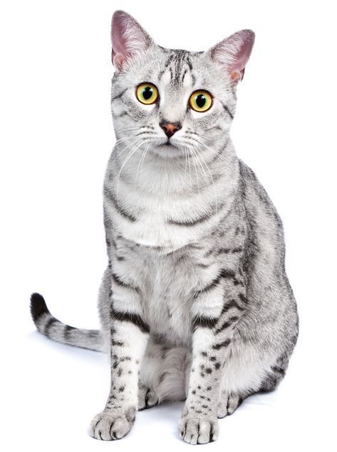 Egyptian Mau Cat - Everything You Need To Know Funny Cat Expressions, Egyptian Mau Cat, Mau Cat, Cat And Dog Photos, Jade Eyes, Rare Cat Breeds, Domestic Cat Breeds, Cat Expressions, Egyptian Mau