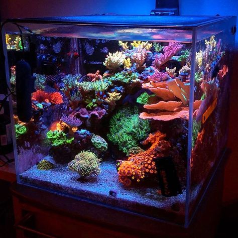 Aquascape Design Saltwater, Saltwater Tank Aquascape, 20 Gallon Saltwater Tank, Small Reef Tank, Clownfish Tank Ideas, Saltwater Reef Tank, Nano Reef Tank Aquascaping, Marine Fish Tank Ideas, Pico Reef Tank