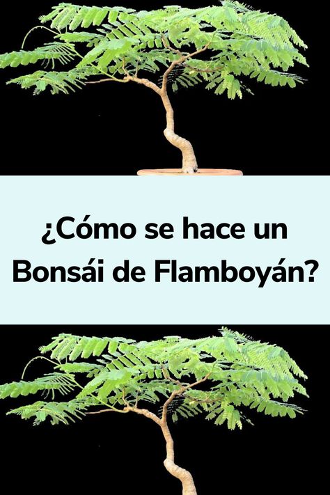 ¿Cómo se hace un Bonsái de Flamboyán? Patios, Herbs, Bonsai, Origami, Cactus, Patio Ideas, Plantas Bonsai, Bonsai Trees, Bonsai Tree