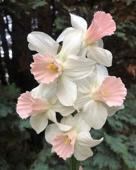 BJM Studio Specialty Flowers | Little Daffodil beauties from my collection in a true shade of pink. Please see my stories to better appreciate the color. #daffodil… | Instagram Flower Bouquet Daffodils, Finley Core, Daffodil Aesthetic, Daffodils Aesthetic, Flowers Moodboard, Pink Narcissus, Pink Daffodils, Flowers Reference, Flowers In Nature