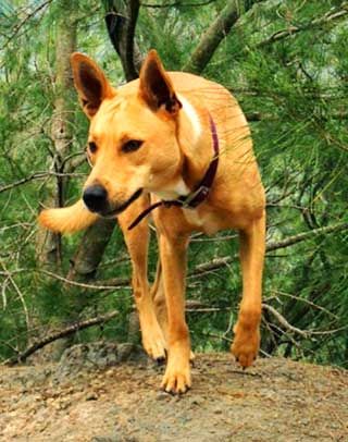 Wild Carolina Dogs are excellent hunters that usual hunt in small packs. American Dingo, Service Dogs Breeds, Dingo Dog, Carolina Dog, Good Family, Dog Anatomy, Rare Dogs, My Own Home, Dog Pics