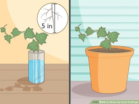 4 Ways to Grow Ivy from Cuttings - wikiHow Growing Ivy From Cuttings, How To Grow Ivy Indoors, English Ivy Propagation, Propagate Ivy, Ivy Propagation, Ivy Houseplant, Common Ivy, Garden 101, Plantas Interior