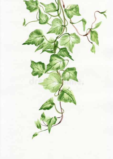 Ivy leaves. Watercolor painting of green ivy branches and leaves on white stock illustration Hur Man Ritar Blommor, Vine Drawing, Leaves Watercolor, Ivy Leaves, Ivy Plants, Green Ivy, Leaf Drawing, Ivy Leaf, Hur Man Målar