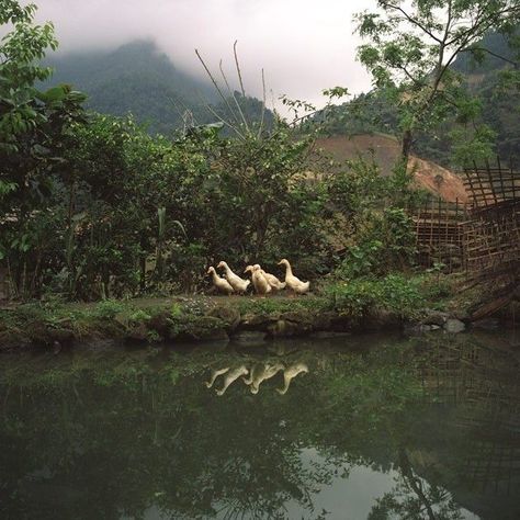 themes - landside - Wattpad Riverbank Aesthetic, Duckling Aesthetic, Calm Life, Runner Ducks, Canada Geese, Small Pond, Rustic Backyard, Farm Photography, Ugly Duckling