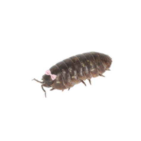 Pill Bug Aesthetic, Bug Girl Aesthetic, Pill Millipede, Bug Pfp, Isopod Art, Bug Oc, Bug Core, Creepy Bugs, Bug Icon