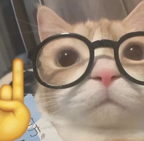 People can get real catty when it comes to animals close to their food. Meme Chat, Haiwan Comel, Funny Looking Cats, Cat Profile, Silly Cats Pictures, Meme Gato, Cute Cats Photos, Cat Icon, Wearing Glasses