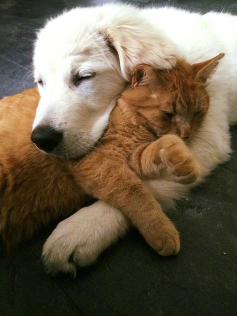 Golden Retrievers, Unlikely Animal Friends, Koci Humor, Animals Friendship, Dog And Cat, Cute Cats And Dogs, 귀여운 동물, Beautiful Cats, Cute Funny Animals