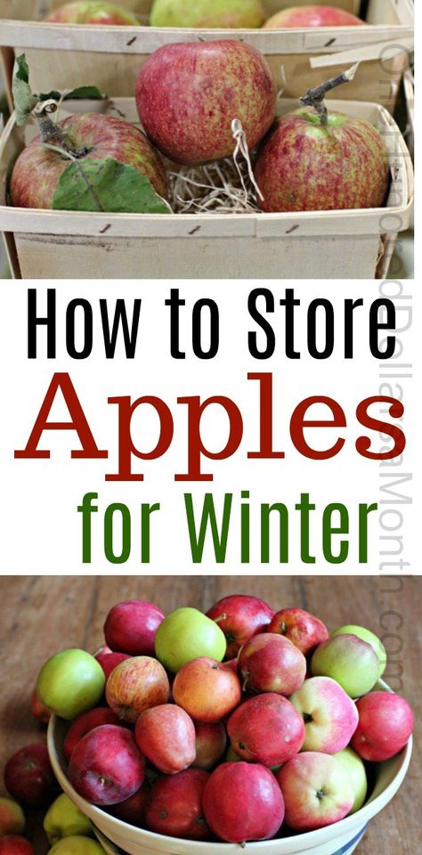 Storing Apples, Preserving Apples, Apple Storage, Food Storage Recipes, How To Store Apples, Apple Picking Season, Freezing Fruit, Freezing Apples, Bartlett Pears