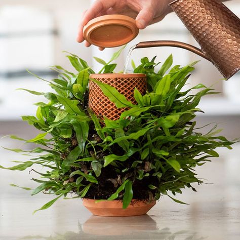 This New Inside-Out Planter Makes It Impossible to Overwater Your Houseplants Bamboo Plant Indoor Decor, Growing Plants Indoors, Indoor Planter, Concrete Planters, Plant Roots, Growing Herbs, Plant Growth, Succulents Garden, Ceramic Planters