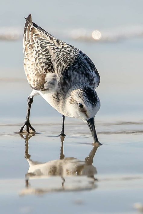 Coastal Birds Art, Shore Bird Art, Sandpiper Bird, Stella Art, Florida Birds, Shore Birds, Coastal Birds, Beach Art Painting, Florida Art