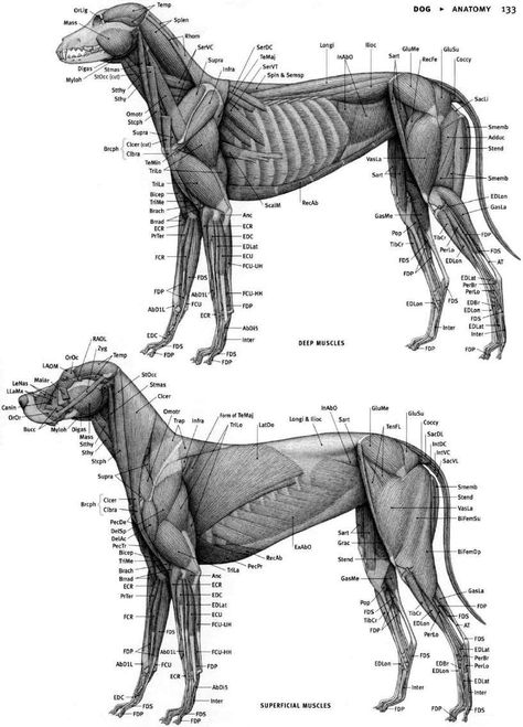 Fox Anatomy, Animal Biology, Anatomical Drawings, Veterinary Tech, Vet Medicine, Dog Anatomy, Life Drawing Reference, Dog Skeleton, Animal Skeletons