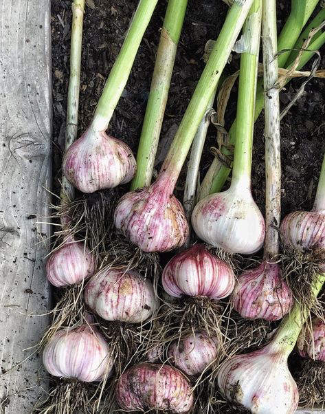 Garden Garlic, Garlic Harvest, Tanaman Tomat, Garlic Garden, Harvesting Garlic, Food Forest Garden, California Backyard, Winter Veggies, Seed Starter Kit