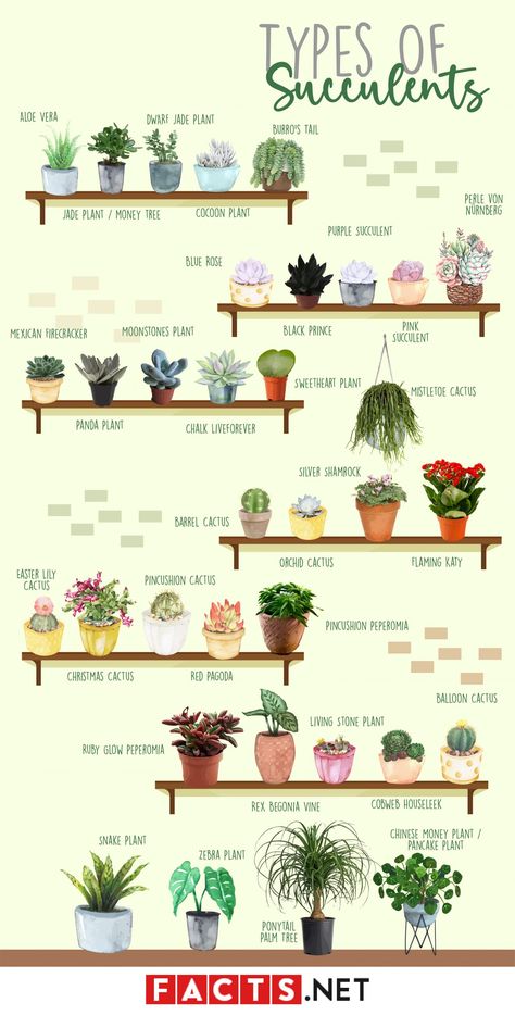 Plant Pot Designs, Living Stone Plant, Plant Decor Ideas, Glamorous Home, Stone Plant, Household Plants, Plant Care Houseplant, Types Of Succulents, Inside Plants