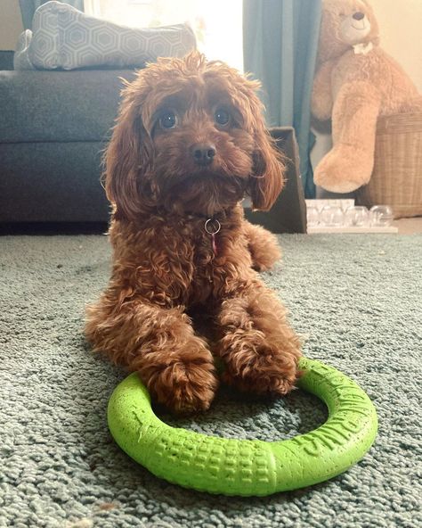 Ralphie Ru The Red Cavapoo on Instagram: “UMM Mam... I said plays not pictures... . . . . . #cavapoo #lil_baba_ralph #redcavapoo #dog #dogsofinsta #ginger #puppy #puppylove…” Full Grown Cavapoo, Ginger Puppy, Red Cavapoo, Ginger Dog, Apricot Cavapoo, Red Cockapoo, Red Cavapoo Full Grown, Phantom Cavapoo, Dream Puppy