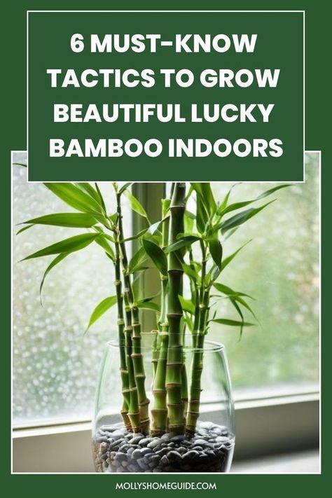 Discover the secrets of growing lucky bamboo indoors with these simple and effective tips. Whether you're a plant newbie or experienced gardener, learn how to care for this beautiful and low-maintenance plant in your home. From choosing the right container and soil to providing adequate sunlight and water, this guide covers everything you need to know to keep your lucky bamboo thriving. Say goodbye to wilting leaves and yellowing stalks by following our expert advice on creating the perfect envi Bamboo Potting Ideas, How To Care For Bamboo Plant Houseplant, How To Grow Bamboo Outdoors, Bamboo Planter Ideas, How To Plant Bamboo In Pots, How To Care For Lucky Bamboo Plant, Repotting Bamboo Plants, Tall Bamboo Plant Indoor, How To Take Care Of Bamboo Plant