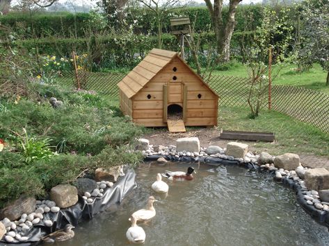 Well I figured out why the duck is laying her eggs in the pond. | Page 2 | The Outdoors Trader Duck Shed Ideas, Large Duck Pond, Large Duck House, Cute Duck House Ideas, Home Duck Pond, Duck House On Pond, Geese Enclosure, Ducks On A Farm, Cute Duck House