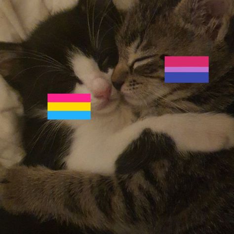 Pansexual And Bisexual, Pansexual Pfp, Y2k Profile Picture, Minecraft Drawings, Lgbtq Funny, Cat Couple, My Gf, Pansexual Pride, Flag Icon