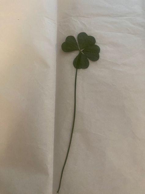 #lucky #fourleafclover #green Clover Leaf Wallpaper, Four Leaf Clover Wallpaper Aesthetic, The Lucky List Aesthetic, Shamrock Aesthetic, Leaf Clover, Clover Aesthetic Wallpaper, Clover Wallpaper Aesthetic, Four Leaf Clover Wallpaper, Four Leaf Clover Aesthetic