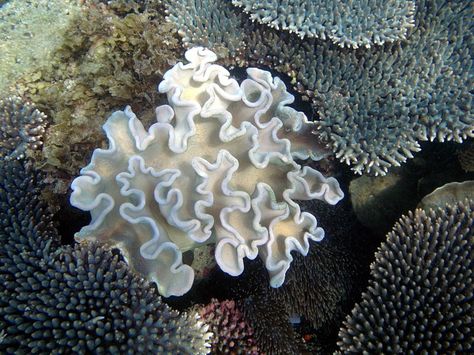 Sea Illustration Art, Photos Underwater, Coral Reef Photography, Water Architecture, Underwater Plants, Coral Bleaching, Sea Illustration, Beautiful Fish, White Coral