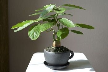 Avocado Bonsai, Bonsai Fruit Tree, Bonsai Diy, Avocado Plant, Grow Avocado, Indoor Tree, Avocado Seed, Avocado Tree, Indoor Bonsai