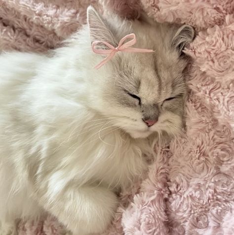 Söt Katt, Silly Cats Pictures, Cute Cats Photos, Alien Stage, Cat Icon, Pretty Animals, Cat Aesthetic, Pink Cat, Silly Cats