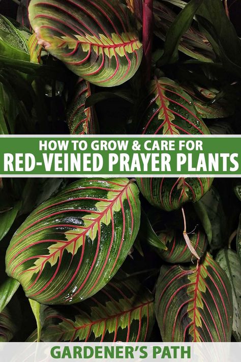 With its beautiful, boldly patterned leaves, red-veined prayer plant is a stunner of a houseplant. And this maranta is easy to care for when you know the right tips to follow. Learn how to grow and care for red-veined prayer plants in this guide on Gardener's Path. #redveinedprayerplant #prayerplants #gardenerspath How To Care For A Prayer Plant, Red Maranta, Maranta Plant, Prayer Plant Care, Repotting Orchids, Plant Jungle, Household Plants, Plant Care Houseplant, Red Plants