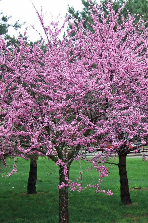 Redbud trees bear tiny pinkish-purple flowers along its stems and bare branches in early spring. #gardening #gardenideas #plantingtrees #treelandscaping #bhg Redbud Trees, Golden Rain Tree, Landscaping Shrubs, Fringe Tree, Eastern Redbud, Early Spring Flowers, Spring Gardening, Tree Identification, Redbud Tree