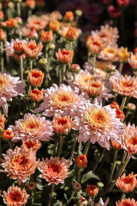 Mum Colors Combinations, Mums Flowers Aesthetic, When To Plant Mums For Fall, Cold Weather Flowers, Crsanthmum Flower, How To Take Care Of Mums, Autumn Chrysanthemum, Hardy Mums, Caring For Mums