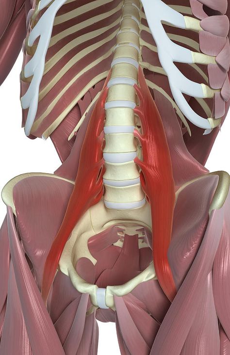 external rotation Psoas Major, Psoas Iliaque, Body Muscle Anatomy, Hip Anatomy, Nervus Vagus, Hata Yoga, Human Muscle Anatomy, Psoas Release, Hip Flexor Exercises