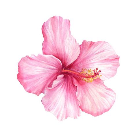 Hibiscus on isolated white background, watercolor illustration, Pink flower. Pink flower, hibiscus on isolated white background, watercolor illustration. High stock illustration Hibiscus Graphic Design, Flower White Background Aesthetic, Hibiscus Flower White Background, Pink Flower White Background, Hibiscus Flower Wallpaper Aesthetic, Drawing White Background, Hibiscus Illustration, White Background Flower, Tropical Flowers Illustration